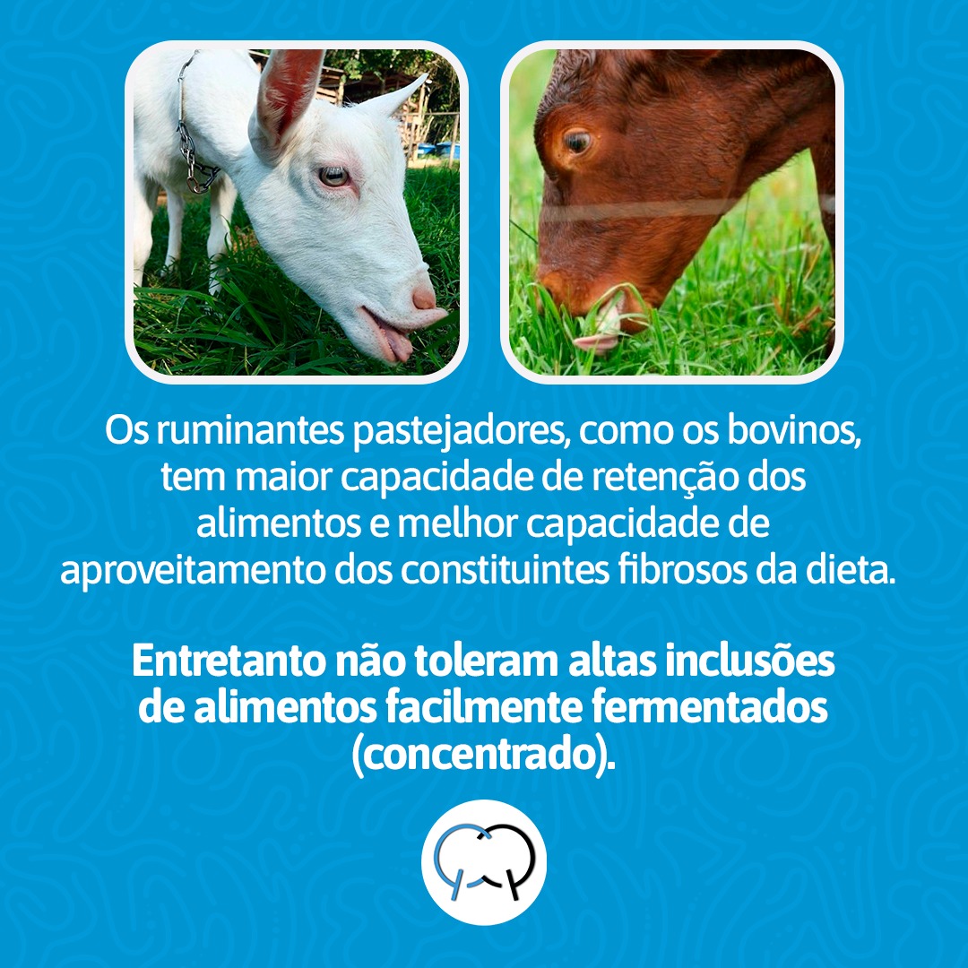 Você sabia que existe uma classificação entre os ruminantes em relação ...